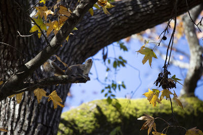 Low angle view of lizard on tree