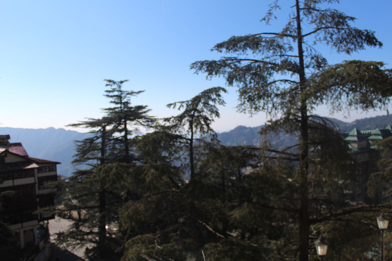 LOW ANGLE VIEW OF TREES AND BUILDING AGAINST SKY