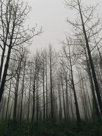 Low angle view of bare trees in forest against sky