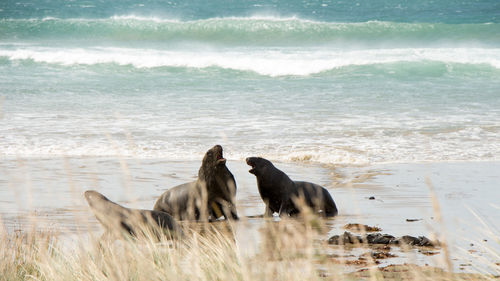 Two dogs on beach