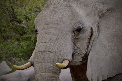 Close-up of elephant eating