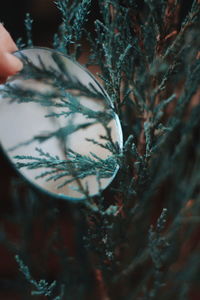 Close-up of person holding mirror by tree