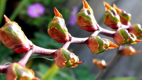 Close-up of leaves against blurred background