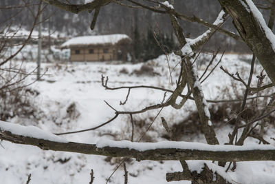 Close-up of snow covered bare tree