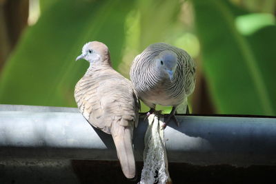 Close-up of birds perching on railing