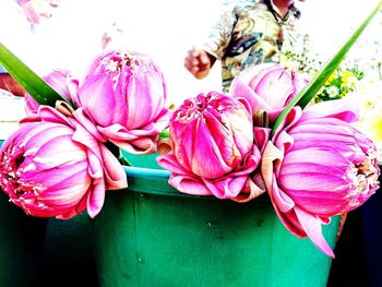 Close-up of pink flowers blooming outdoors