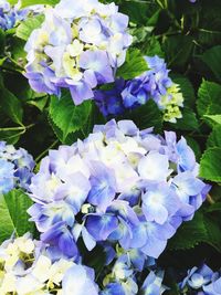 Close-up of purple hydrangea blooming outdoors