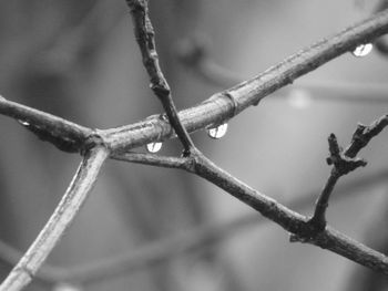 Close-up of twigs