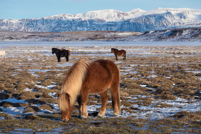 Horses in a field
