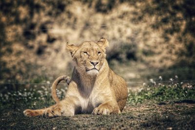 Lion sitting on a field