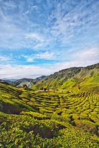 Scenic view of agricultural field against sky