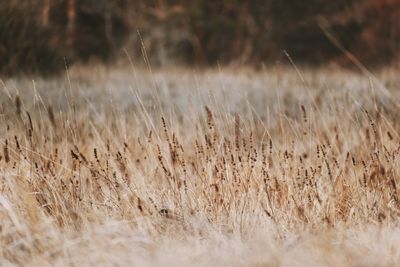 Close-up of stalks in field