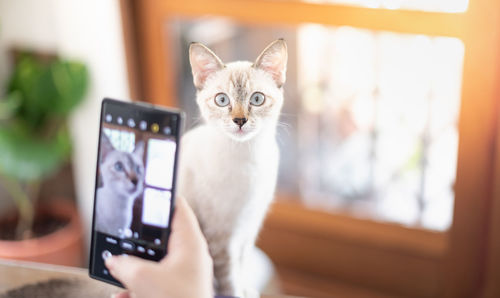 Portrait of a cat