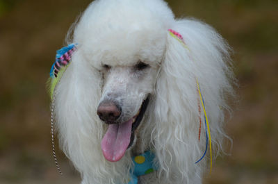 Pretty white standard poodle groomed and ready for a night out.