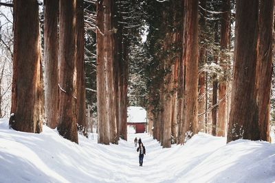 Man on snow covered trees in winter