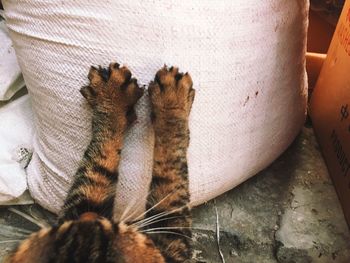 Cat sleeping on couch