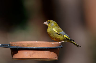 Close-up of bird perching on feeder