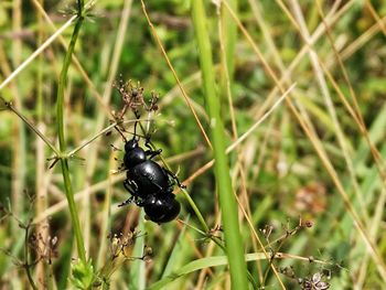 Close-up of insect on plant