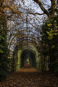 Empty road in forest during autumn