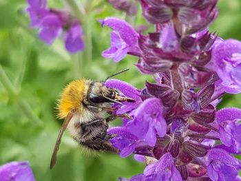 Honey bee pollinating on purple flower