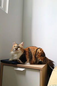 Portrait of cat sitting on table at home