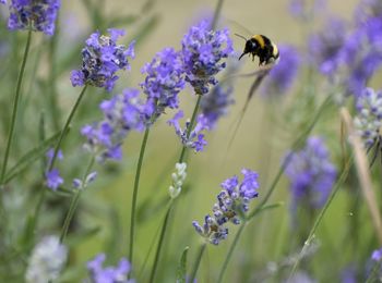 Close-up of bee pollinating on purple flowering plant