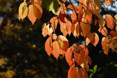 Close-up of orange leaves against blurred background