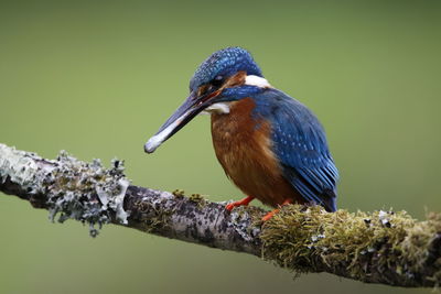 Male kingfisher catching fish from a moss covered perch