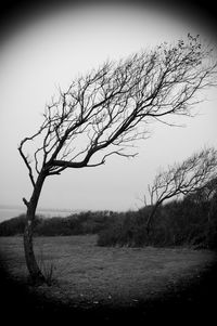 Bare tree on field against clear sky