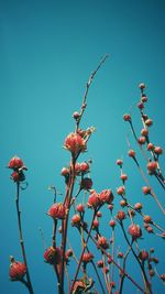 Low angle view of flowering plants against blue sky