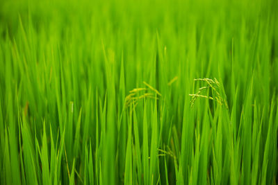Full frame shot of wheat field