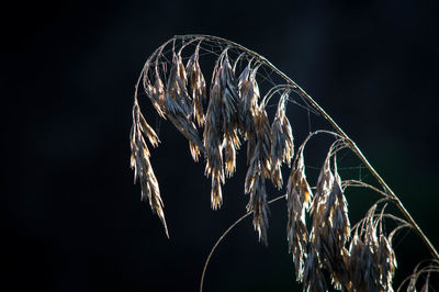 Close-up of illuminated plant against black background