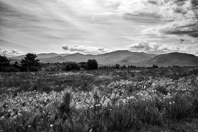 Scenic view of field against cloudy sky