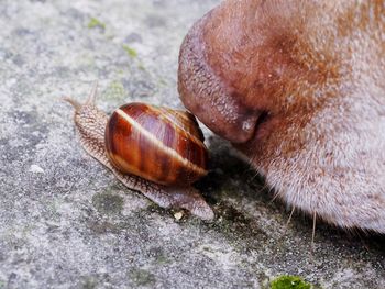 Close-up of snail