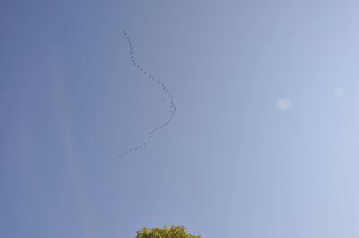 Low angle view of birds flying in sky