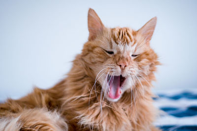 Close-up portrait of cat yawning