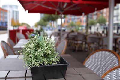 Close-up of potted plant on table at sidewalk cafe