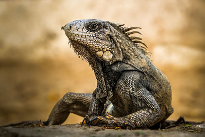 Close-up of a lizard on rock