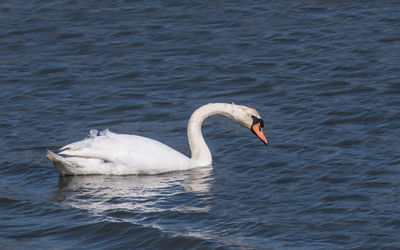 Swan swimming in lake