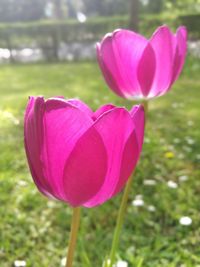 Close-up of pink lotus blooming on field