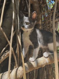 Kitten on branch
