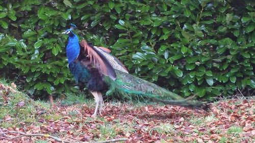 View of a peacock