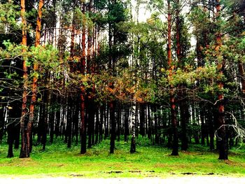 Trees in forest