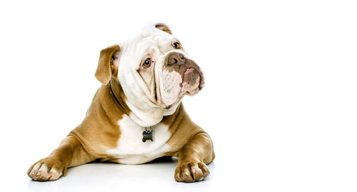 Dog looking away while sitting against white background