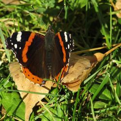 Butterfly on flower