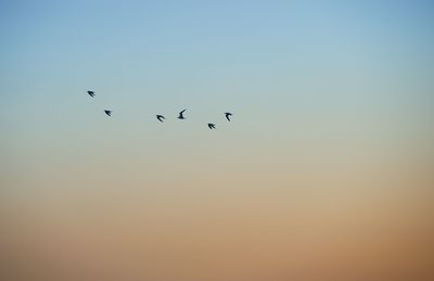 Low angle view of silhouette birds flying against clear orange sky