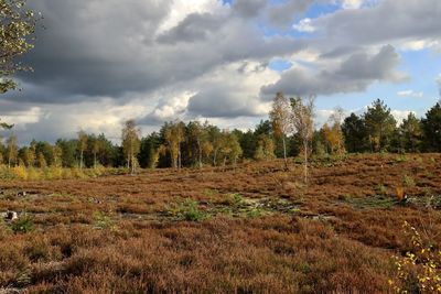 Trees on field against sky