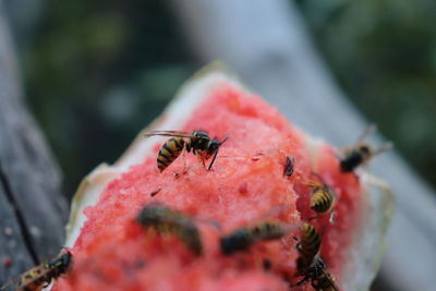 Close-up of insect wasp