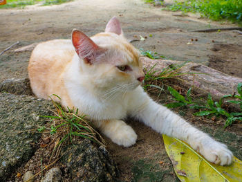 View of a cat lying on field