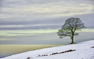 Tree in snow covered landscape against sky